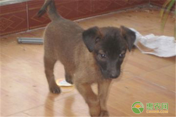 农村养啥犬挣钱？这六种犬就很不错！