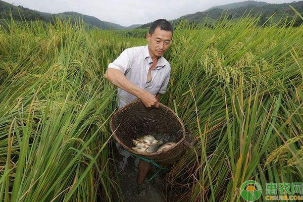 水田养殖项目