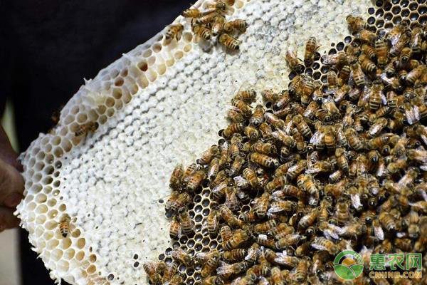 蜜蜂的养殖技术