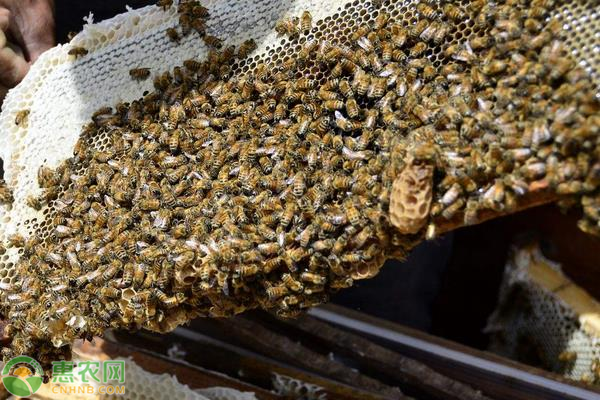 蜜蜂的养殖前景