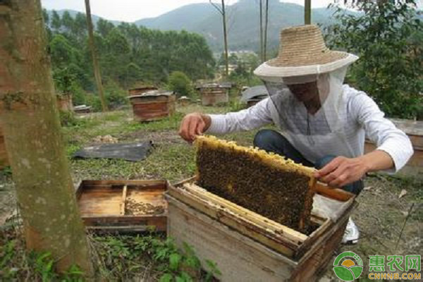 蜜蜂养殖知识