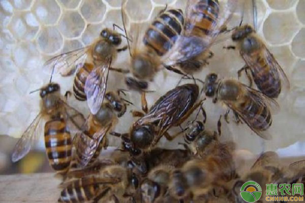 蜜蜂养殖要点