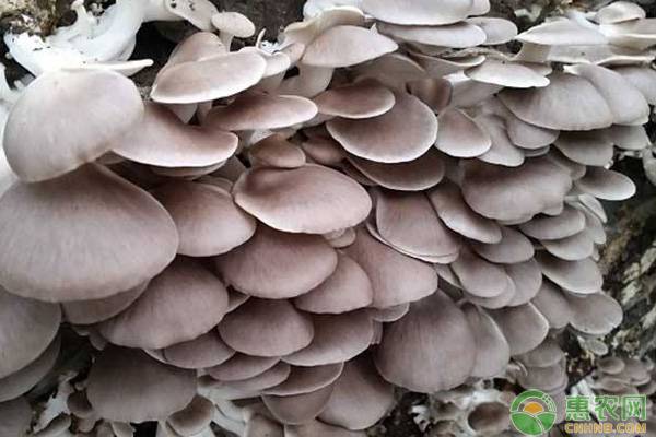 平菇青霉病软腐病病毒病菇蚊的防治方法