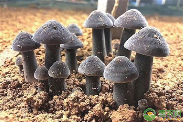 鸡枞菌的种植技术