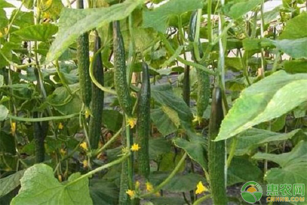 每年二月份可以种什么蔬菜？（附2月蔬菜种植指南）