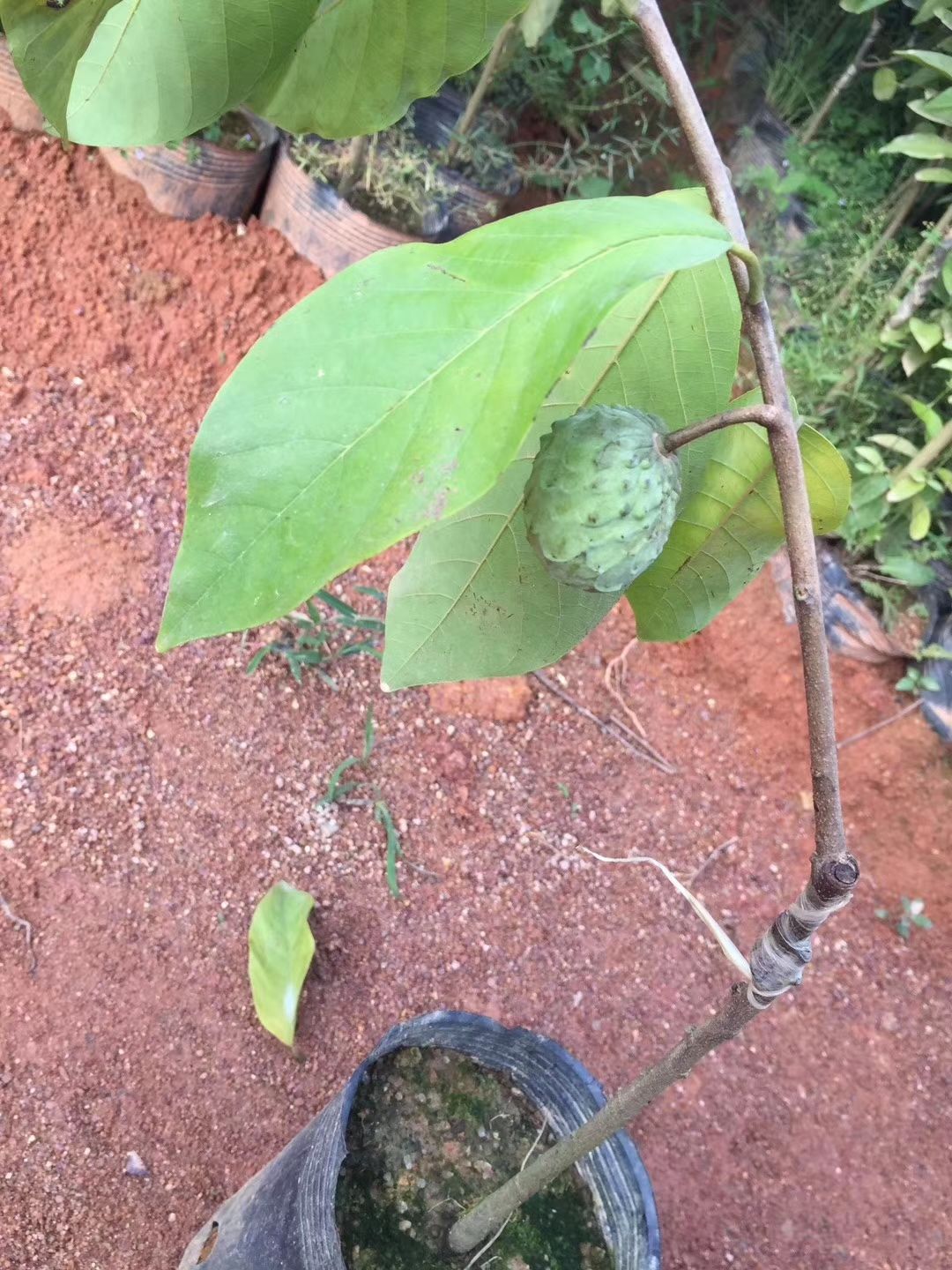 释迦果苗 释迦凤梨番荔枝苗 红番荔枝苗 绿皮释迦盆栽地栽南北果树苗