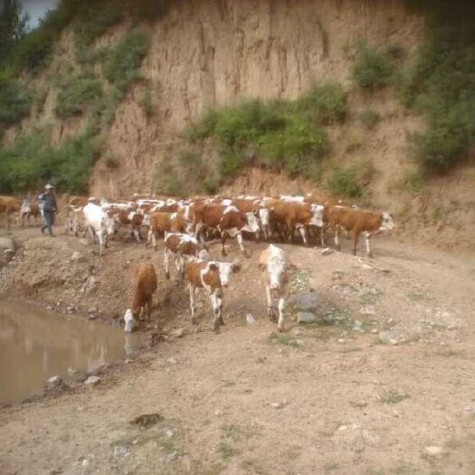 忻州三元杂交牛 200-300斤 统货 山西肉养殖场