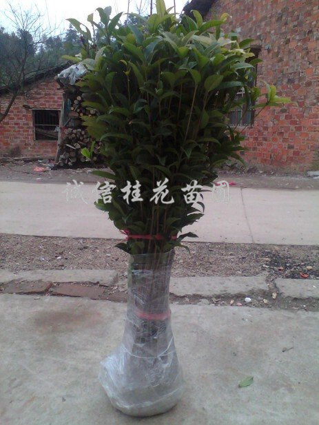咸宁金桂