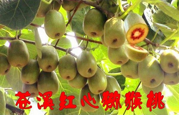 苍溪县红心猕猴桃苗 嫁接苗