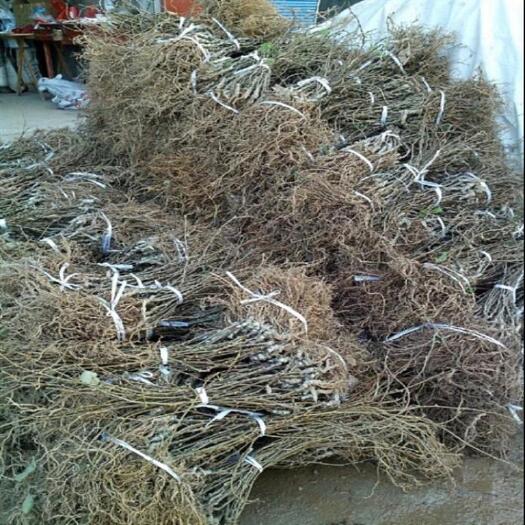 苍溪县红阳猕猴桃苗 嫁接苗