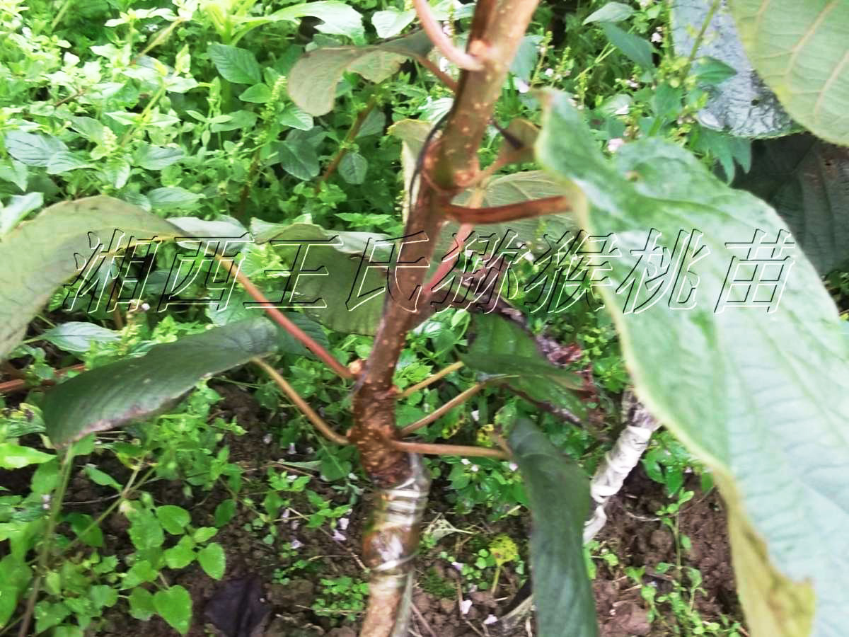 布鲁诺猕猴桃苗  水杨桃嫁接米良1号猕猴苗