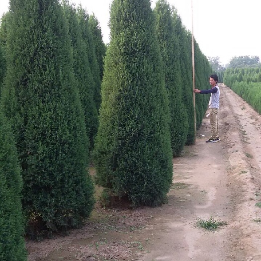 望都县望都塔桧 望都塔柏 刺柏 圆柏 侩柏 望都侩