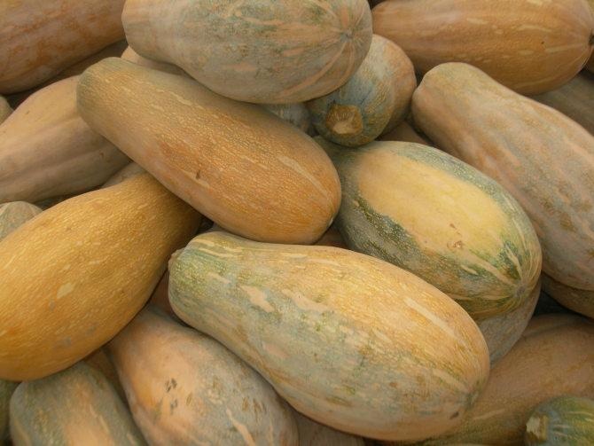 蜜本南瓜  海南密本南瓜