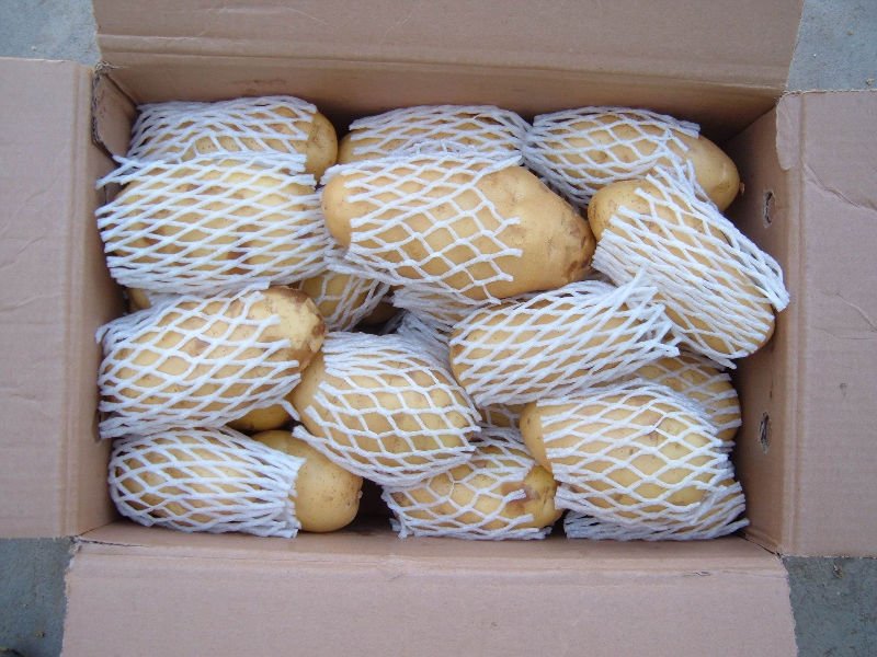 平阴县荷兰15 冷库储存 荷兰土豆三两通天大量供应