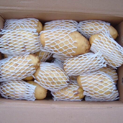 荷兰15 冷库储存 荷兰土豆三两通天大量供应