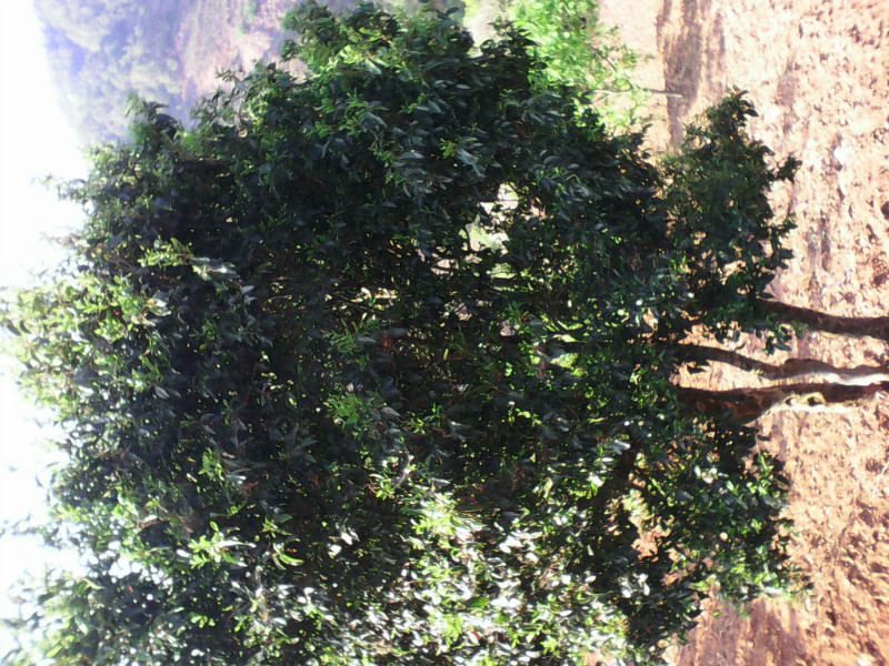 普洱饼茶 盒装 特级 