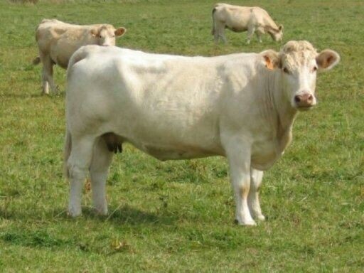 忻州夏洛莱牛 200-300斤 统货 肉牛---夏洛莱