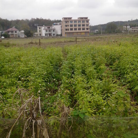 洞口县小叶桢楠