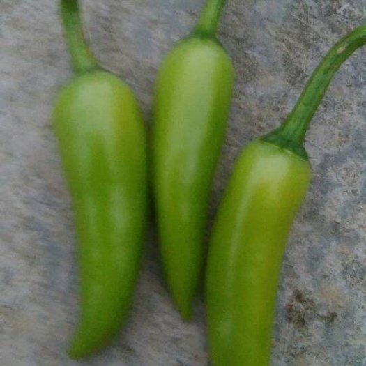 合浦县子弹头辣椒 2~5cm 橙黄 特辣 