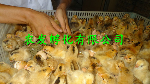 衡南县青脚土鸡苗