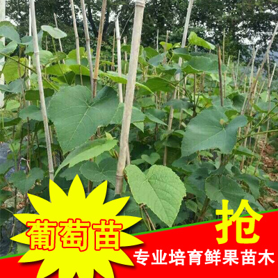 芷江县高山紫秋葡萄苗 