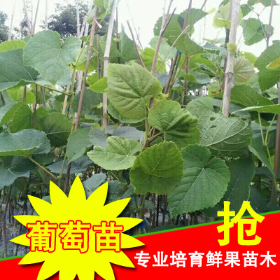 芷江县高山紫秋葡萄苗 保证正品，免费补苗