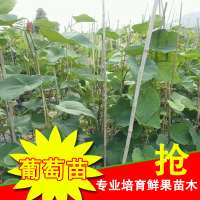 芷江县高山紫秋葡萄苗 