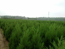 塔柏 苗圃供应蜀桧