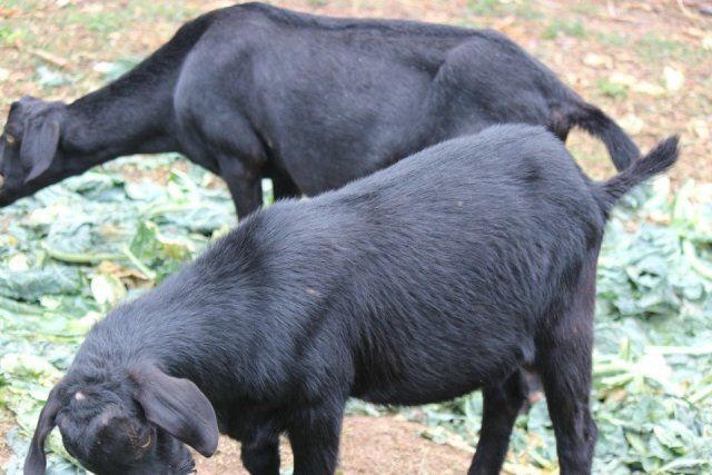 金堂县可预订烤全羊，种羊、繁殖羊，肉羊。