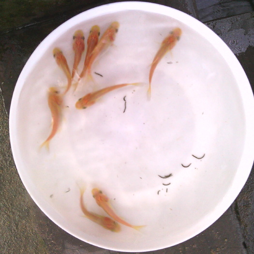 清远金大头鱼苗  金鳙鱼苗 红大头鱼苗 鳙鱼苗 腾海水产鱼苗基地直供，技术指导