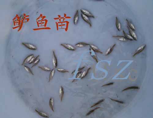 湖州淡水鲈鱼  鲈鱼苗已驯化好的鲈鱼苗大量批发
