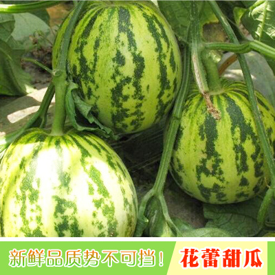 莘县花蕾甜瓜 0.5斤以上 