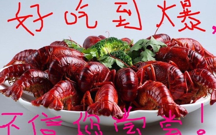 清水小龙虾 精品酒店虾，专业供歺饮，硬规格，全国包邮