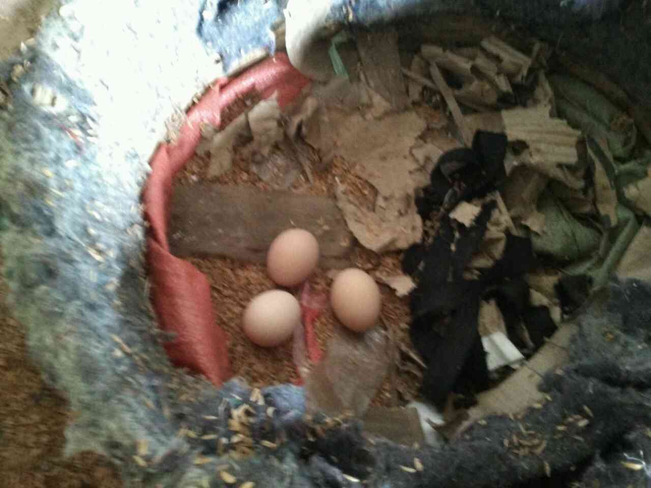  土鸡蛋，草鸡蛋