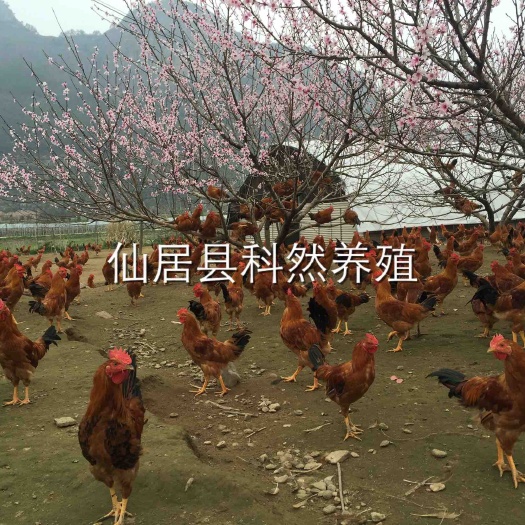 仙居县土鸡 公