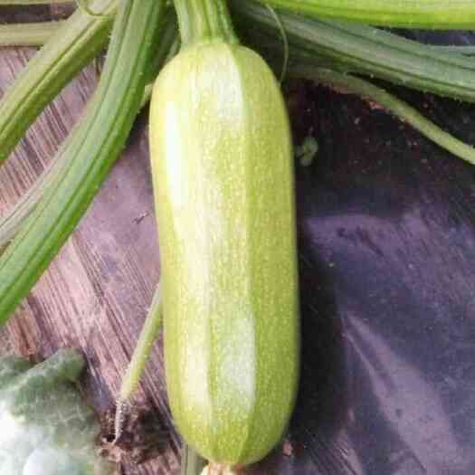 聊城 大量供应优质西葫芦，茄子，白菜，等多种蔬菜
