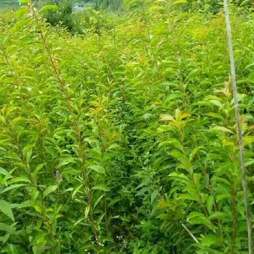 茂县青李子苗 