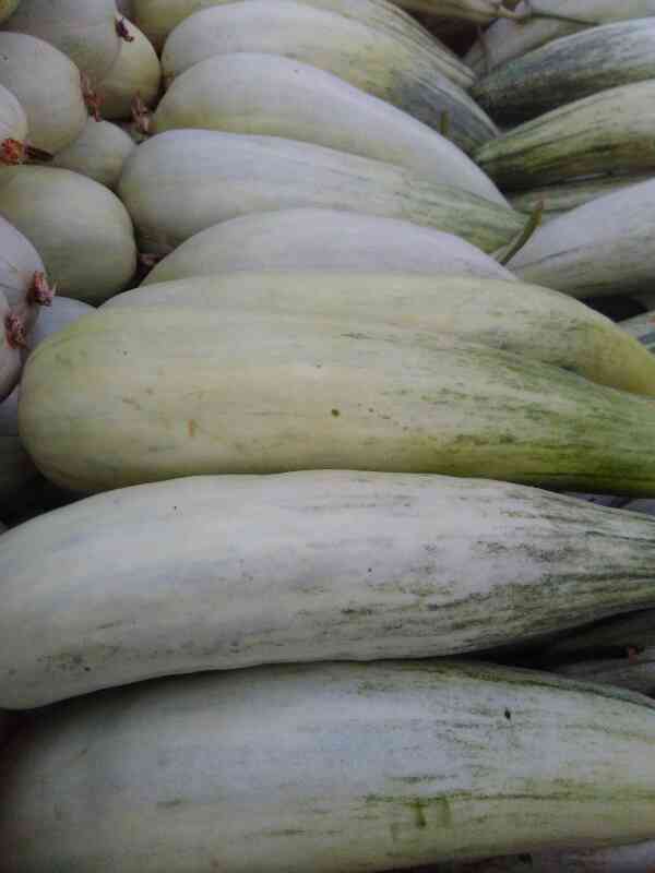 绿宝甜瓜 0.5斤以上