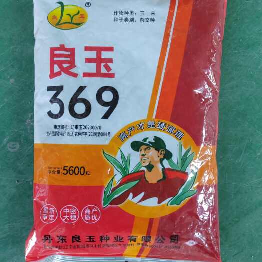 凤城市良玉369大棒，良玉99后续品种