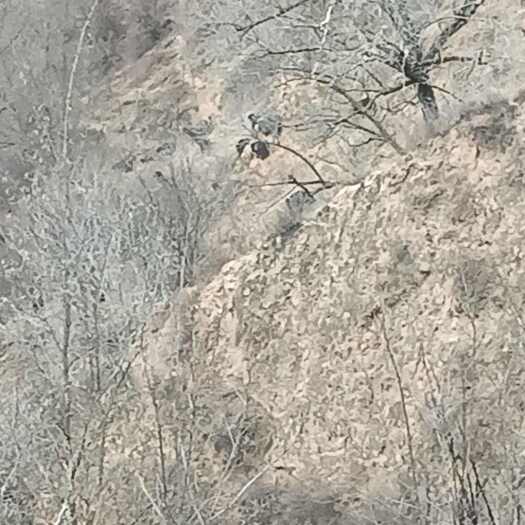 宁县活体黑山羊