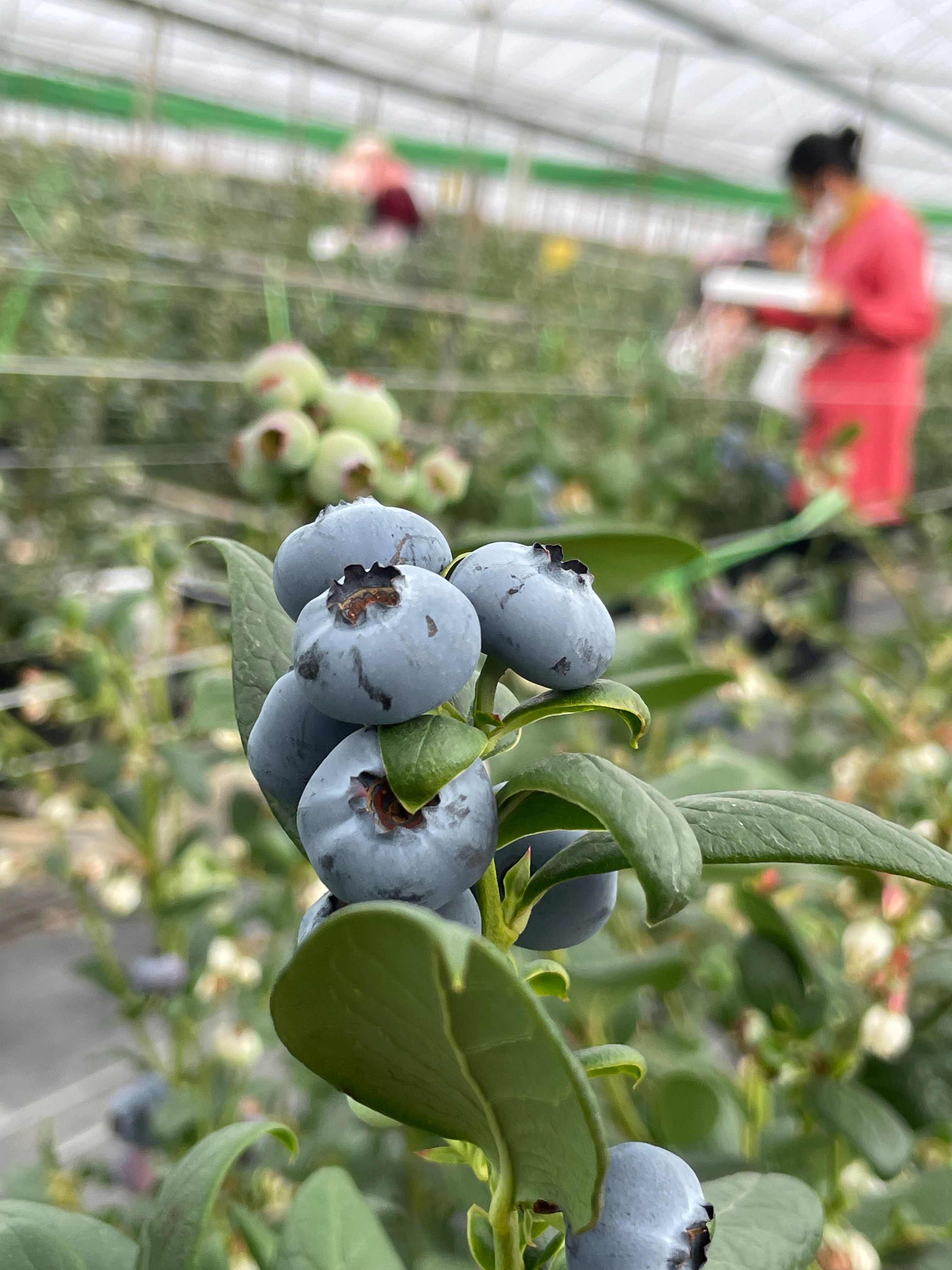 性价比高高的蓝莓来了，很实惠，有量的来