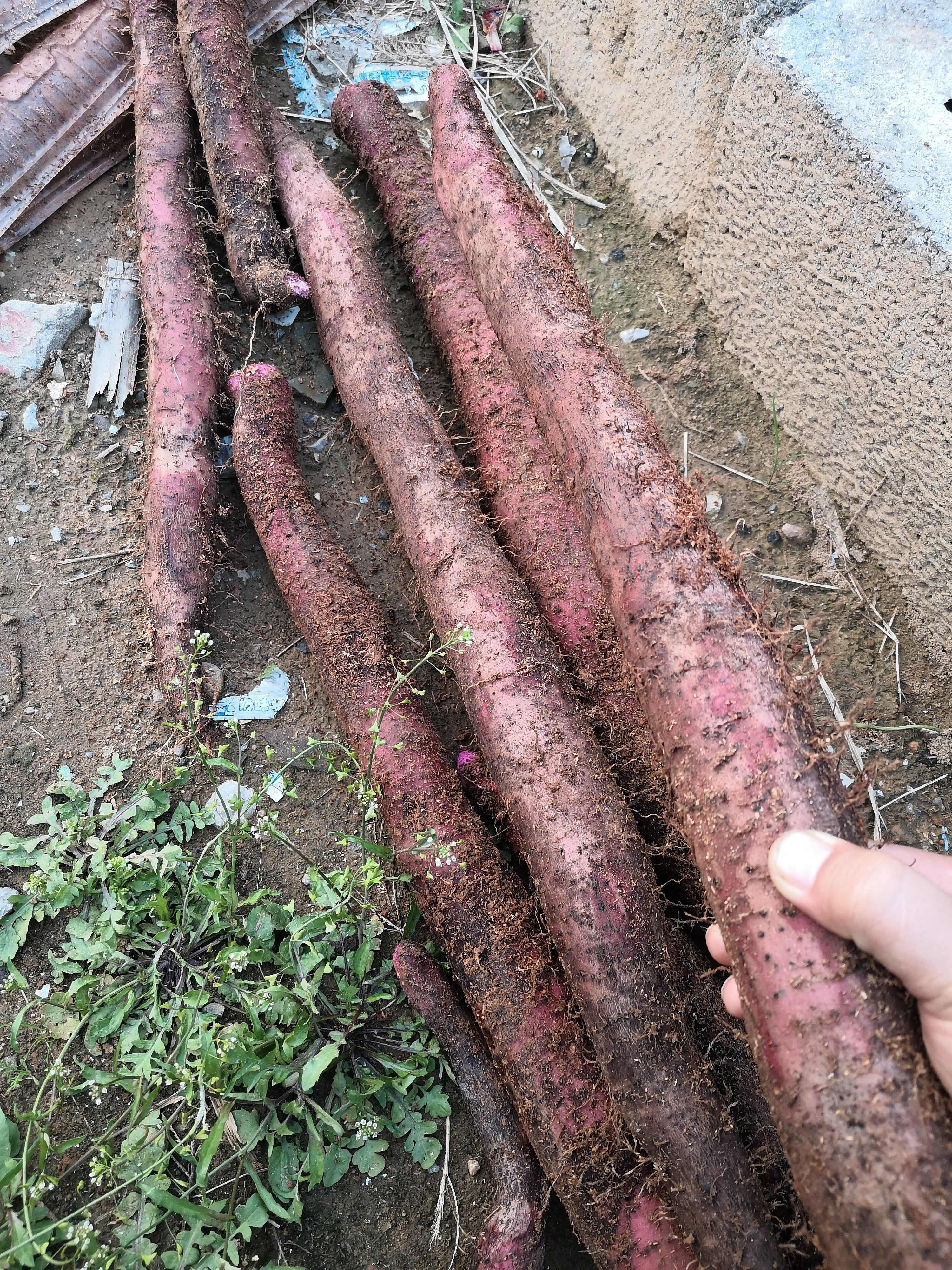 小叶紫玉淮山和种苗富含花清素