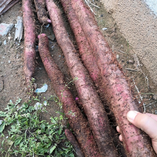 藤县小叶紫玉淮山和种苗富含花清素