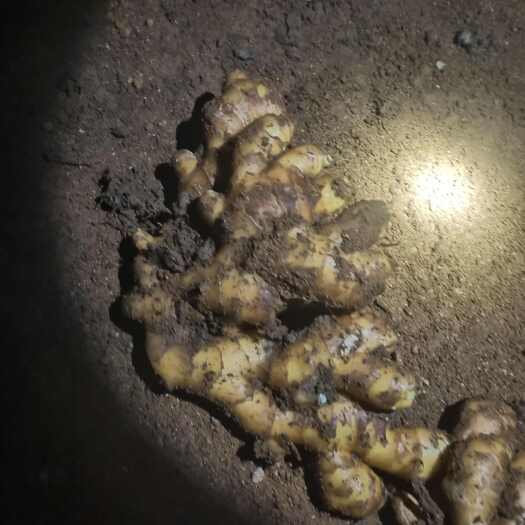 秦皇岛泥姜，水洗姜
