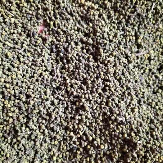 随县中花吴茱萸