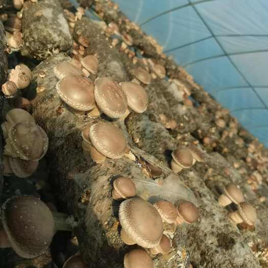 泌阳县鲜香菇