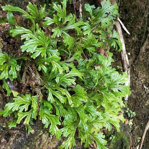 现货深山新鲜石上柏不包邮