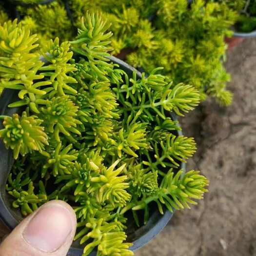 青州市佛甲草，金叶佛甲草，黄金佛甲草 ，绿叶佛甲草，佛甲草穴苗