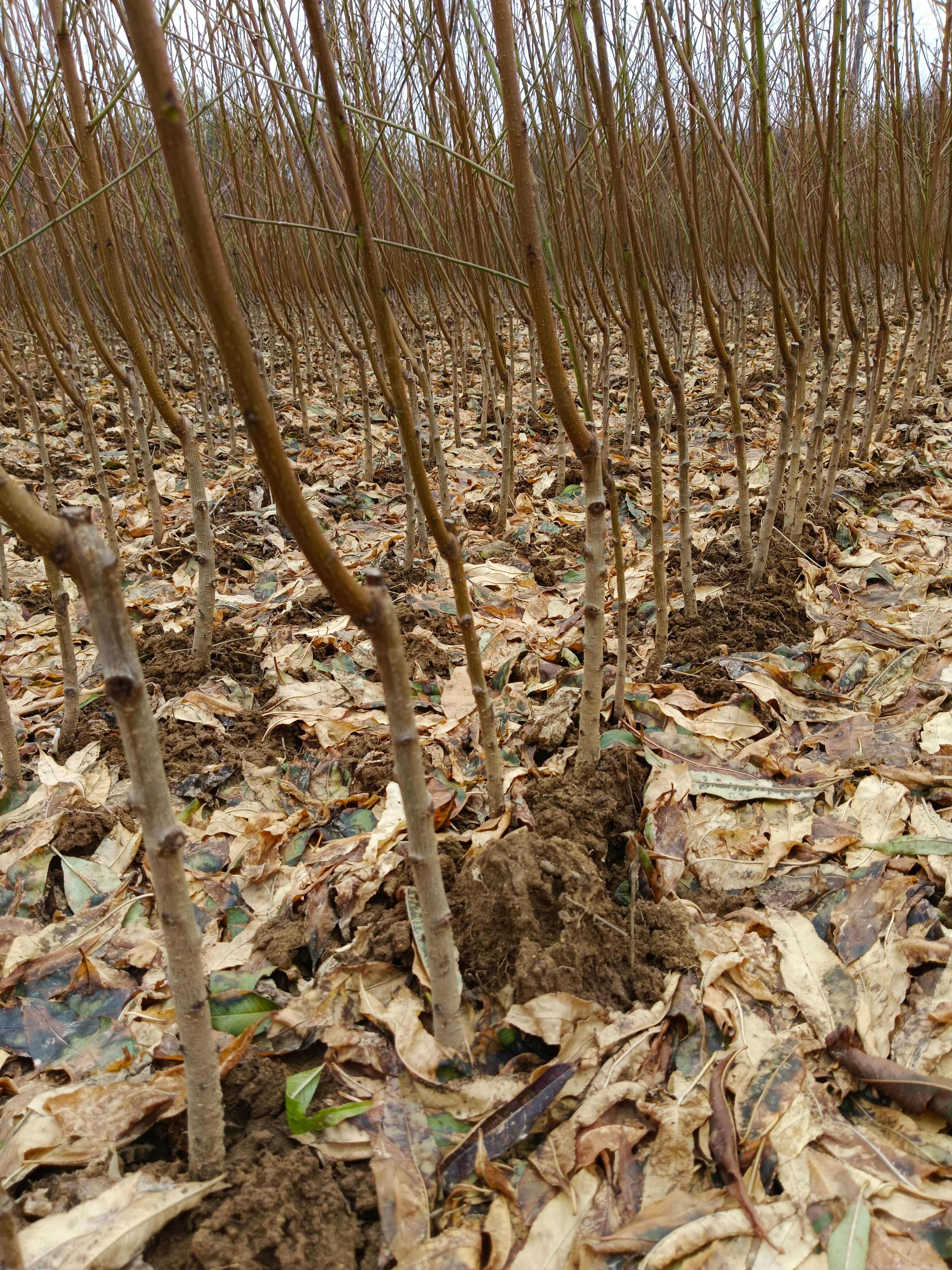 中油18号油桃苗 早熟油桃苗 色泽鲜艳 大果纯甜丰产易管理