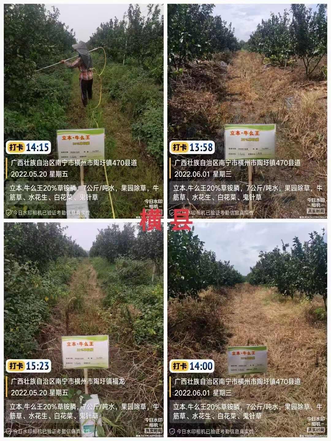 20%草铵膦柑橘园除草剂牛二牛头湾牛么王立本厂家